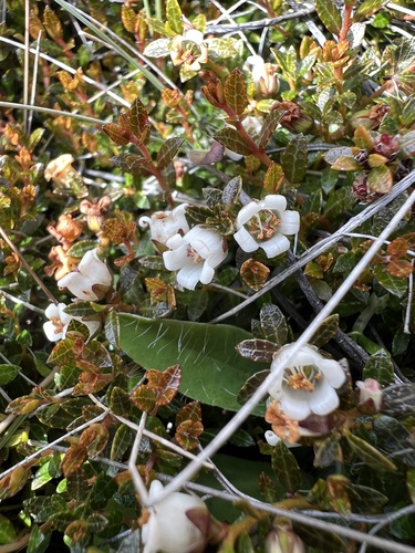 Gaultheria parvula, photograph 6