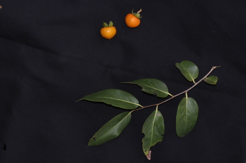 Diospyros montana, photograph 6