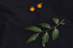 Diospyros montana, photograph author not stated, no rights reserved
