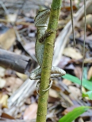 Lophognathus gilberti