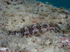 Redside Blenny photo 2