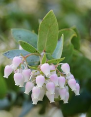 Arctostaphylos pallida