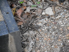 Concinnia brachysoma