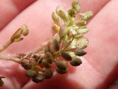 Lepidium rekohuense