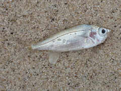 Eucinostomus gracilis