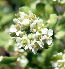 Lepidium rekohuense