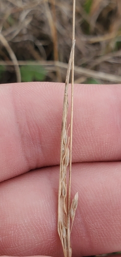 Tall Dropseed (Sporobolus compositus)