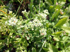 Lepidium rekohuense