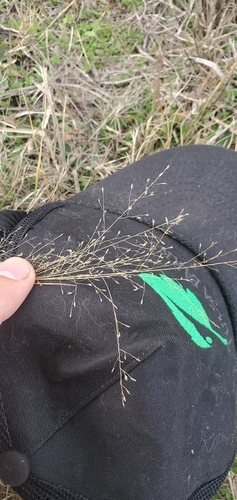 Plains lovegrass (Eragrostis intermedia)