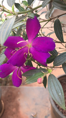 Pleroma semidecandrum