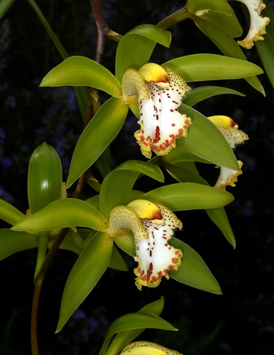 Hooker's Cymbidium