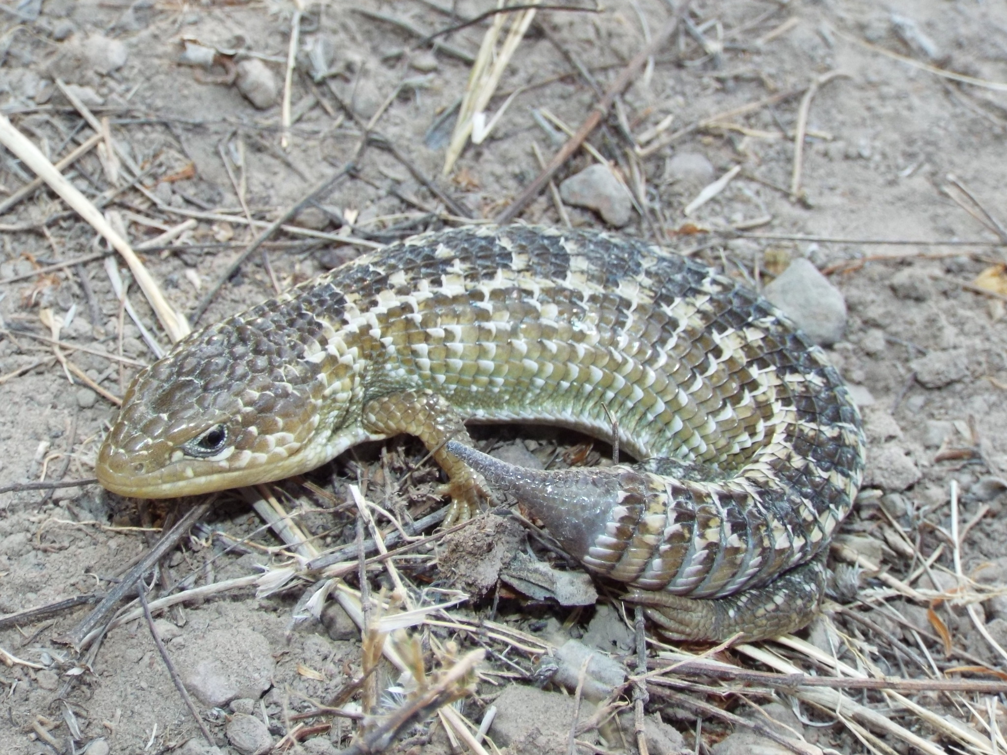 Barisia imbricata (Wiegmann, 1828)