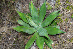 Agave maximiliana