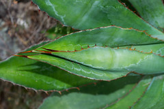 Agave maximiliana