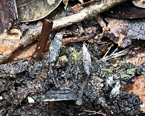 Xylaria, 2026-01-06