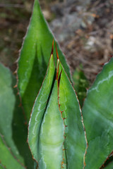 Agave maximiliana