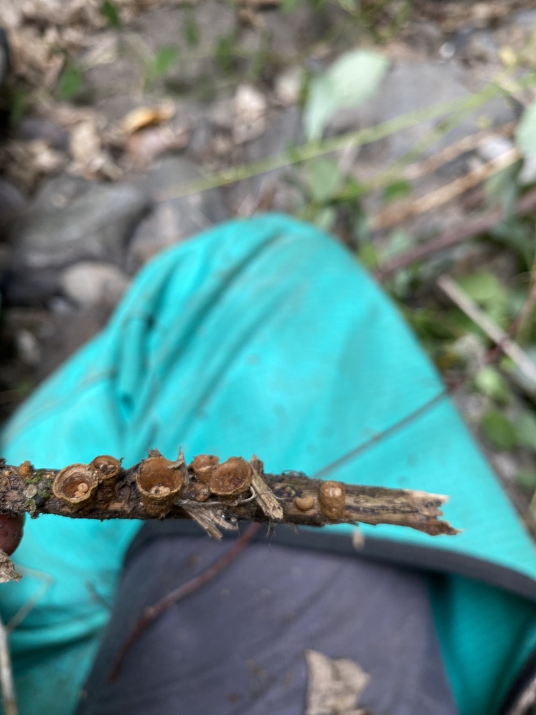 Crucibulum simile · January 2026 · photo: © jack12347 (iNaturalist, cc0)