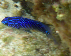 Stegastes rectifraenum