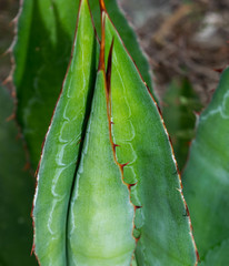 Agave maximiliana