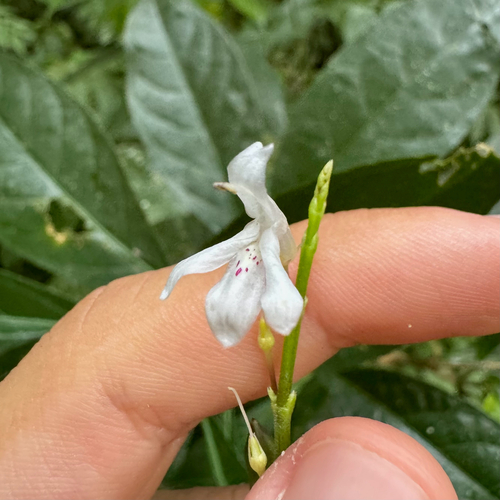 Shrubby Toothedthread (Odontonema nitidum)