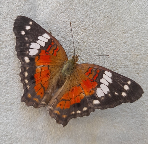 Red Peacock