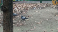 Columba livia domestica