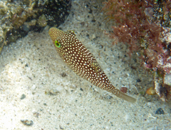 Canthigaster punctatissima