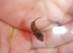 Canthigaster punctatissima