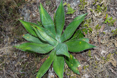 Agave maximiliana