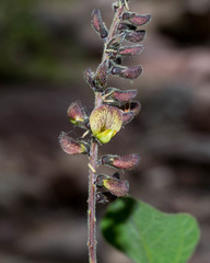 Rhynchosia precatoria