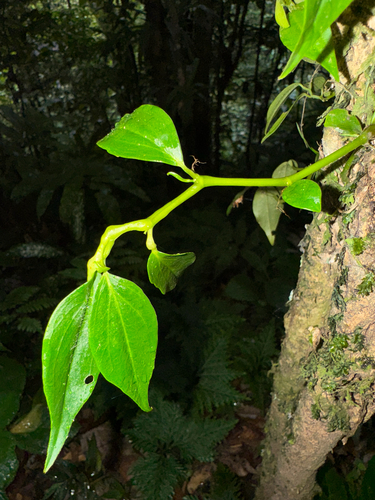 Cypress peperomia
