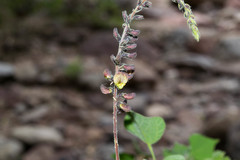 Rhynchosia precatoria