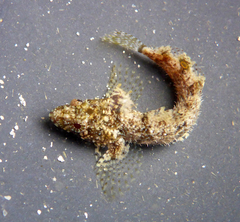 Paraclinus mexicanus