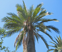 Jubaea chilensis
