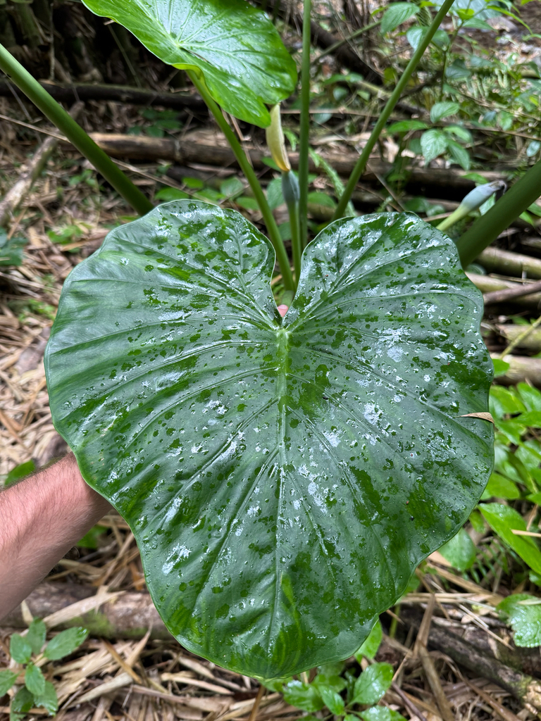 Tai Phật – Alocasia cucullata