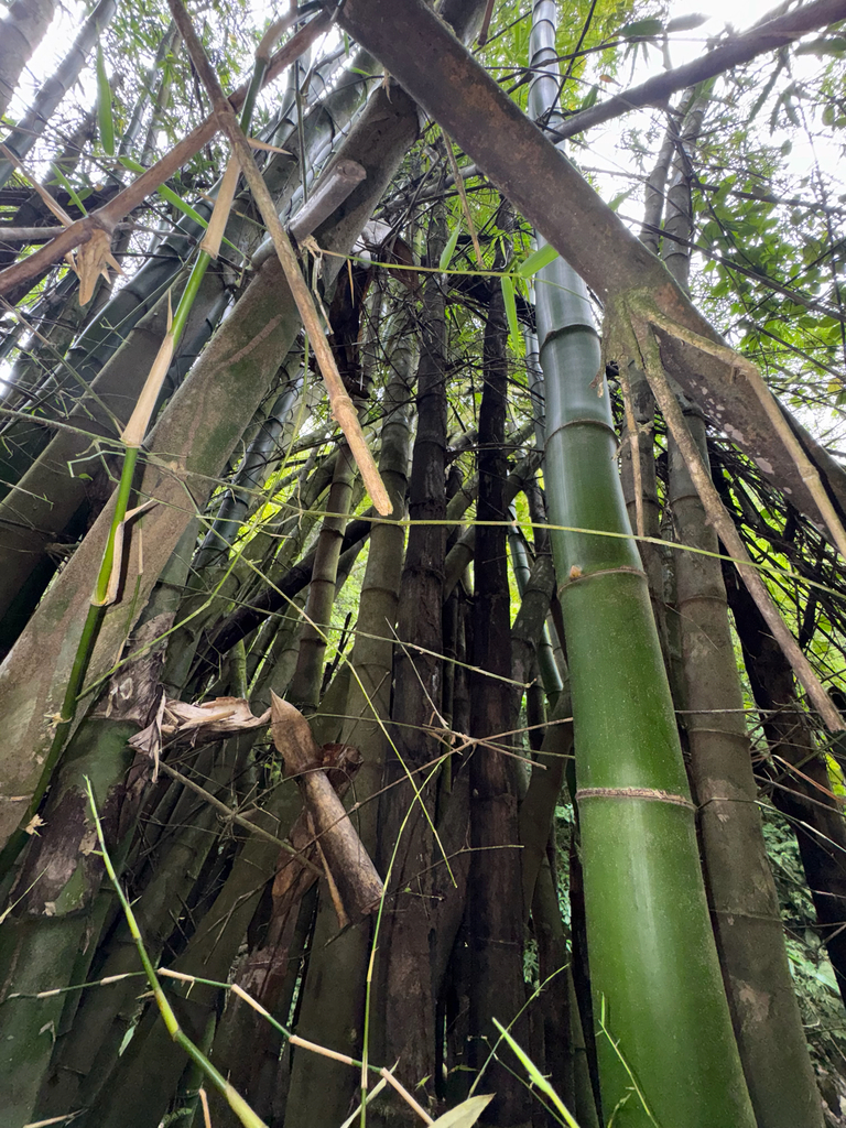 Trúc bụng phật to – Bambusa vulgaris