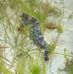 Hippocampus ingens