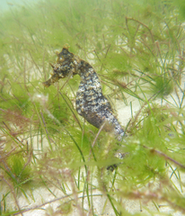 Hippocampus ingens