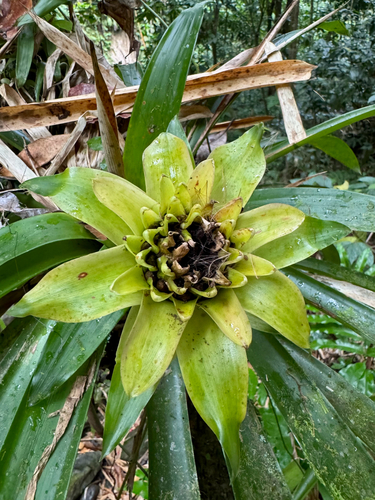 Guzmania