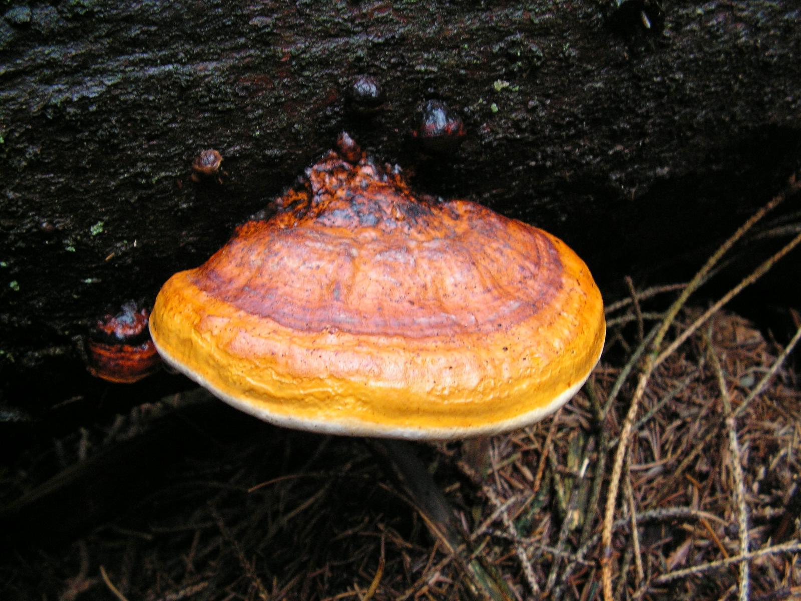 ツガサルノコシカケ (Fomitopsis pinicola) · iNaturalist