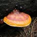 Red-banded Polypore - Photo (c) anonymous, some rights reserved (CC BY-SA)
