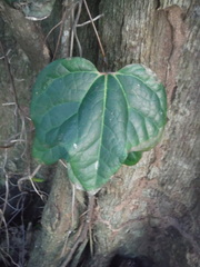 Aristolochia trilobata