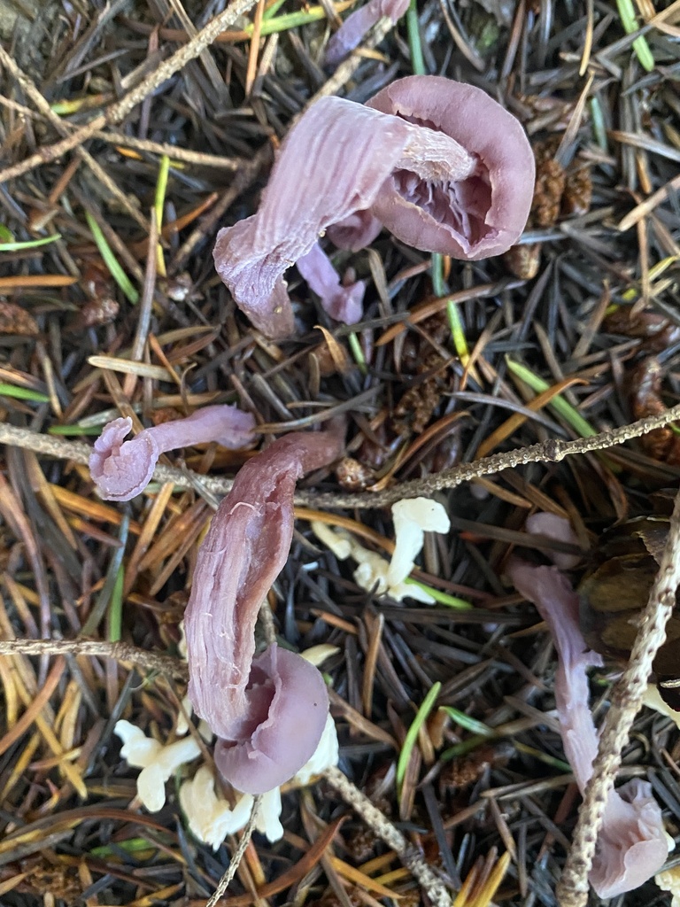 Laccaria amethysteo-occidentalis · January 2026 · photo: © katharinegk (iNaturalist, cc-by)