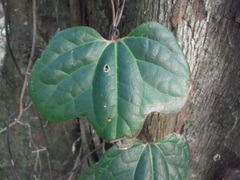 Aristolochia trilobata