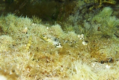 Favonigobius lateralis