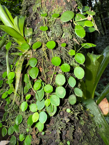 Yerba linda