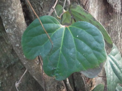 Aristolochia trilobata