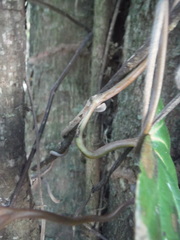 Aristolochia trilobata