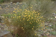 Genista umbellata