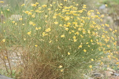 Genista umbellata